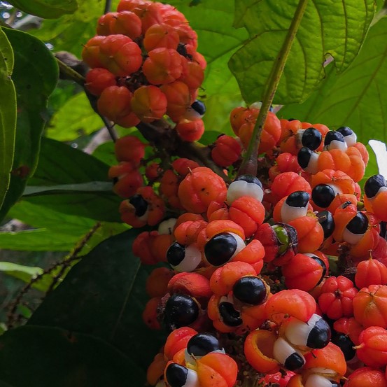 Guarana - die sanfte Kaffee-Alternative