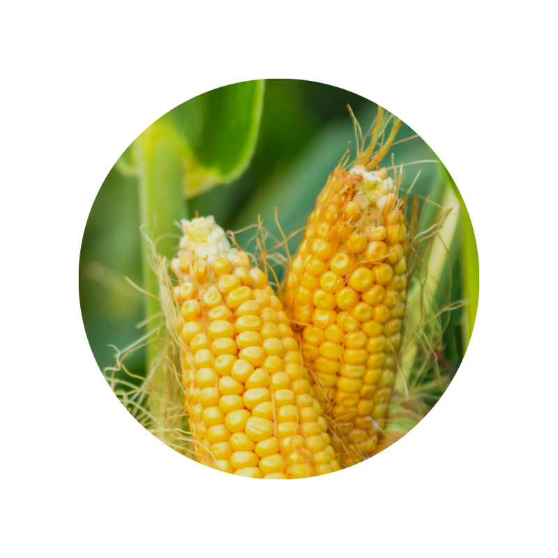 Fibersol®-2 resistentes Maisdextrin